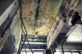 Best Comprehensive Air Testing for Mold Contaminants  in Knollwood, IL